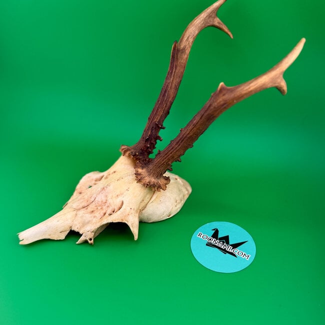 Roe Deer Skull 'C'