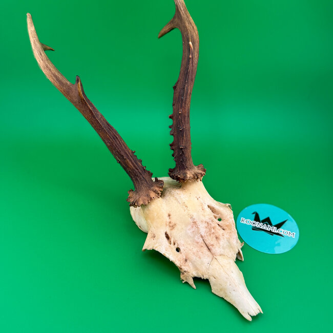 Roe Deer Skull 'C'