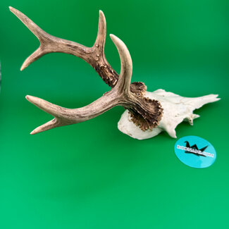 Roe Deer Skull 'E'