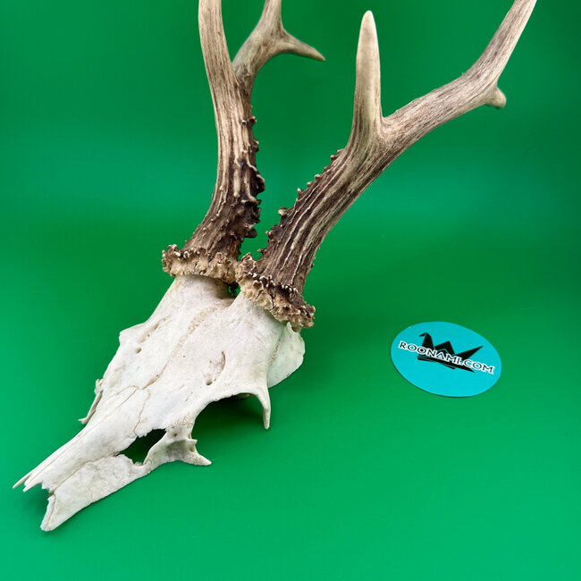 Roe Deer Skull 'E'