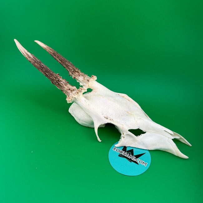 Roe Deer Skull 'B'