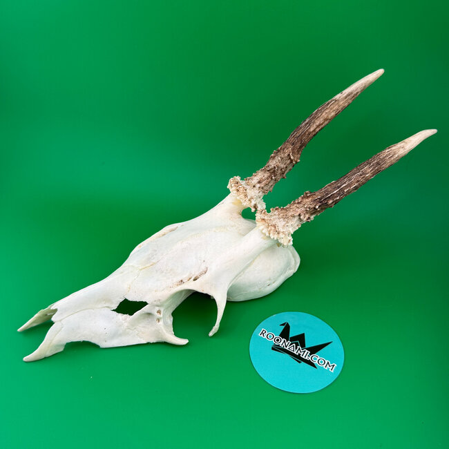 Roe Deer Skull 'B'