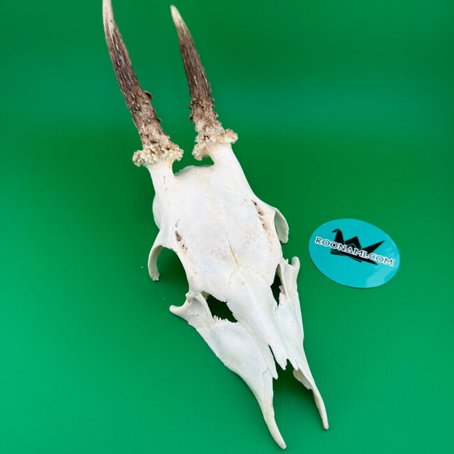 Roe Deer Skull 'B'