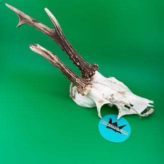 Roe Deer Skull 'A'