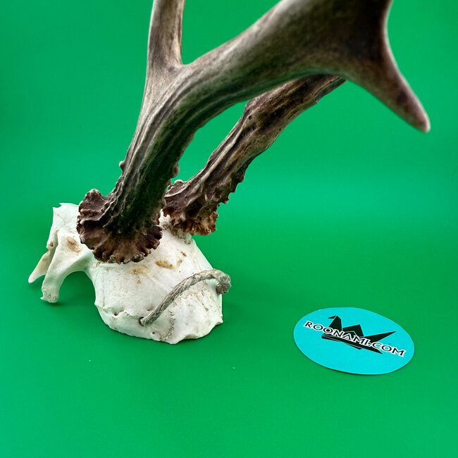 Roe Deer Skull 'A'