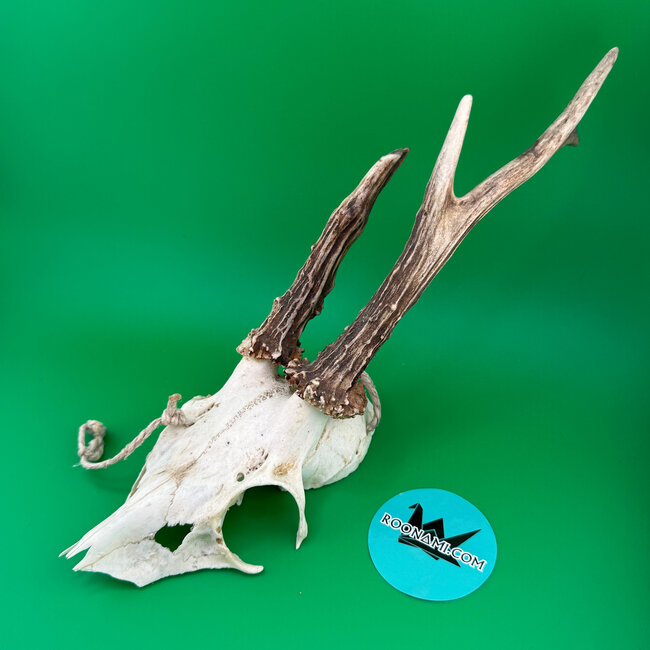 Roe Deer Skull 'A'