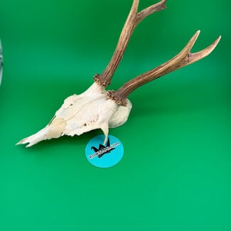 Roe Deer Skull 'D'