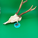 Roe Deer Skull 'D'