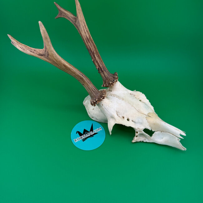 Roe Deer Skull 'D'