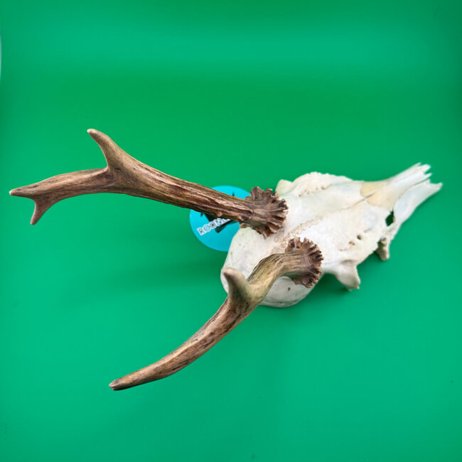 Roe Deer Skull 'D'