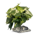 Habi-Scape Habo-Scape Tropical Plant on Stone Base