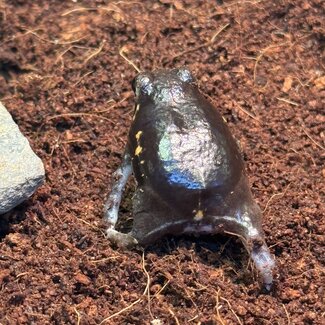 Power's Rain Frog, Breviceps poweri