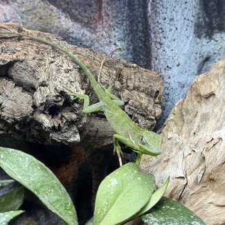 Knight Anole, Anolis equestris