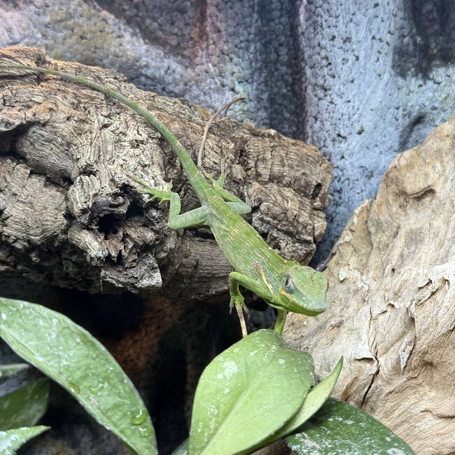 Knight Anole, Anolis equestris
