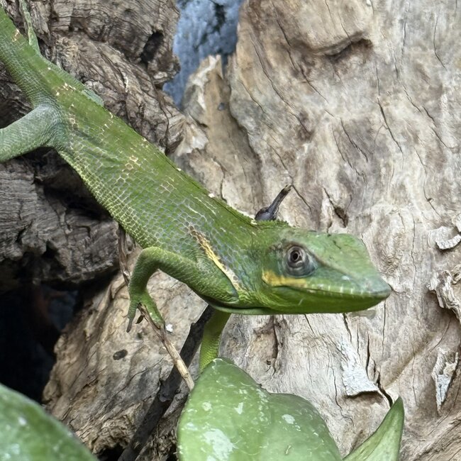Knight Anole, Anolis equestris