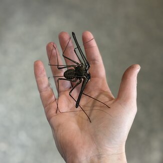 Damon variegatus, African Tailless Whip Scorpion