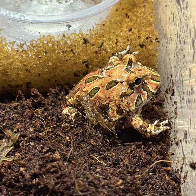 Red Coffee Pacman Frog