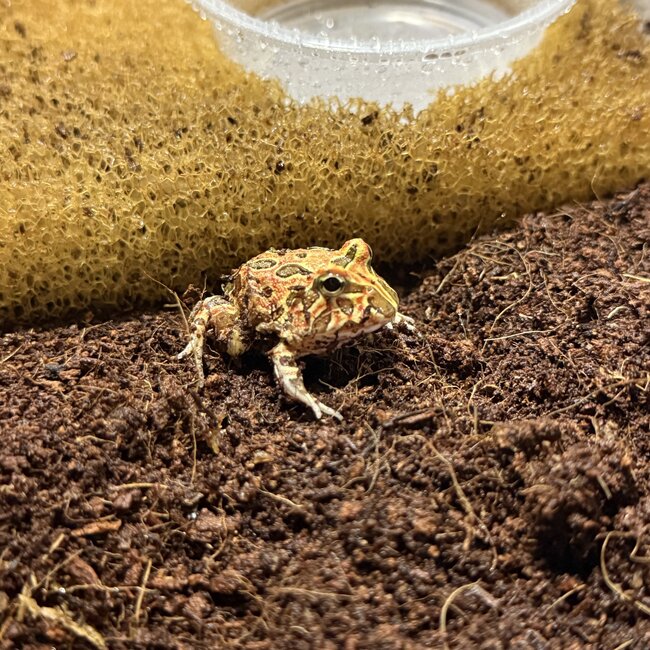 Red Coffee Pacman Frog