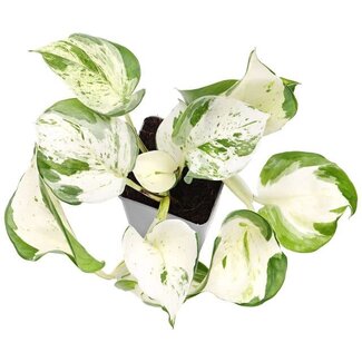 Epipremnum aureum Manjula 'Happy Leaf' Pothos 4"