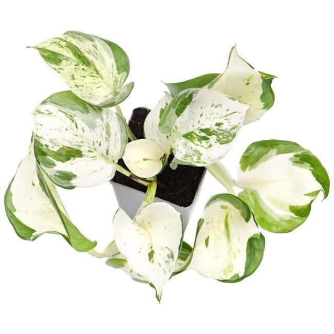 Epipremnum aureum Manjula 'Happy Leaf' Pothos 4"