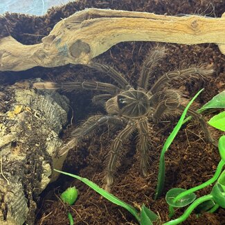 Pinkfoot Goliath Tarantula 3" Theraphosa apophysis