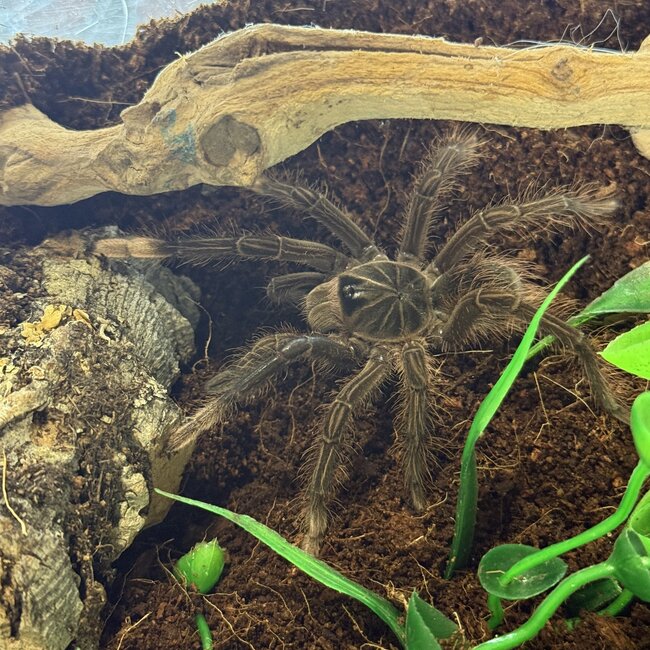 Pinkfoot Goliath Tarantula 3" Theraphosa apophysis