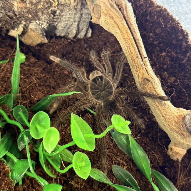 Pinkfoot Goliath Tarantula 3" Theraphosa apophysis