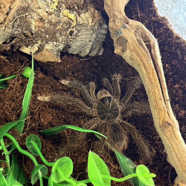 Pinkfoot Goliath Tarantula 3" Theraphosa apophysis