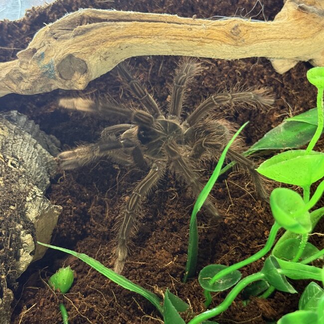 Pinkfoot Goliath Tarantula 3" Theraphosa apophysis
