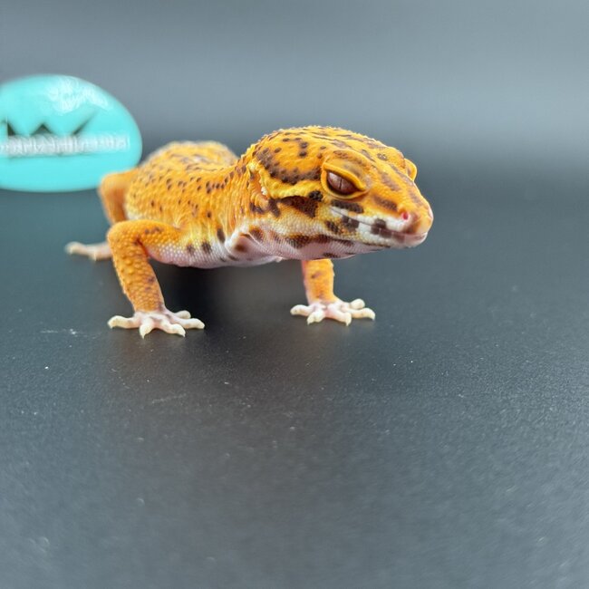 Bell Tangerine Leopard Gecko