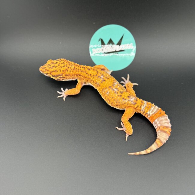 Bell Tangerine Leopard Gecko