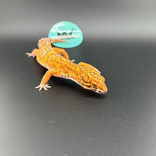 Bell Tangerine Leopard Gecko