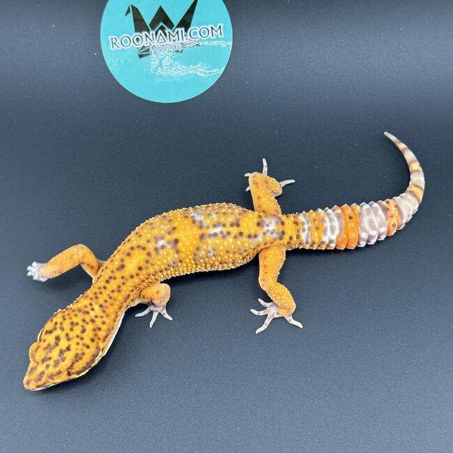 Bell Tangerine Leopard Gecko