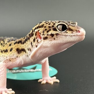 Melanistic Hyper Xanthic Mack Eclipse Leopard Gecko