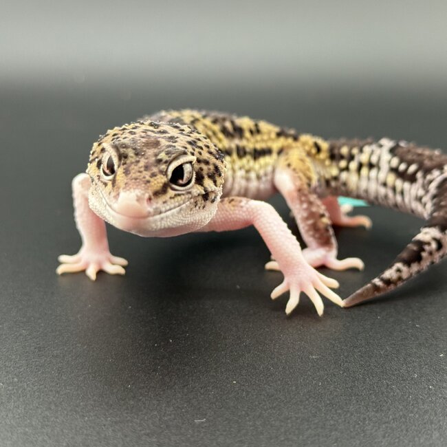 Melanistic Hyper Xanthic Mack Eclipse Leopard Gecko
