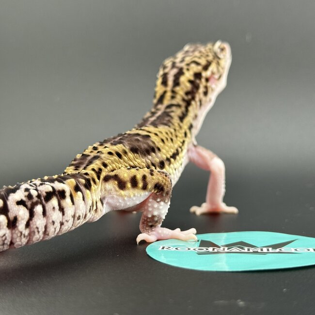Melanistic Hyper Xanthic Mack Eclipse Leopard Gecko