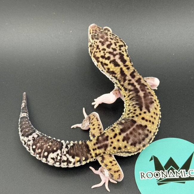 Melanistic Hyper Xanthic Mack Eclipse Leopard Gecko