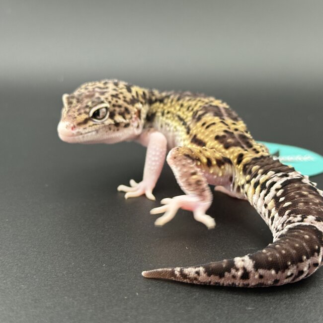 Melanistic Hyper Xanthic Mack Eclipse Leopard Gecko