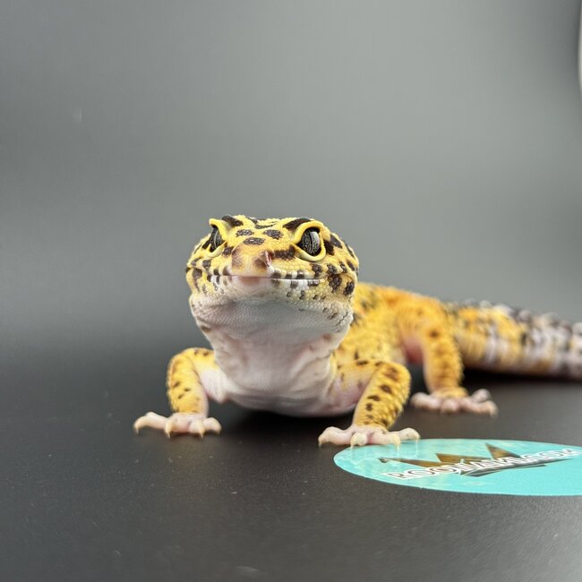 Satpura Macularius x Black Night Mandarin Hybrid Leopard Gecko 'B'