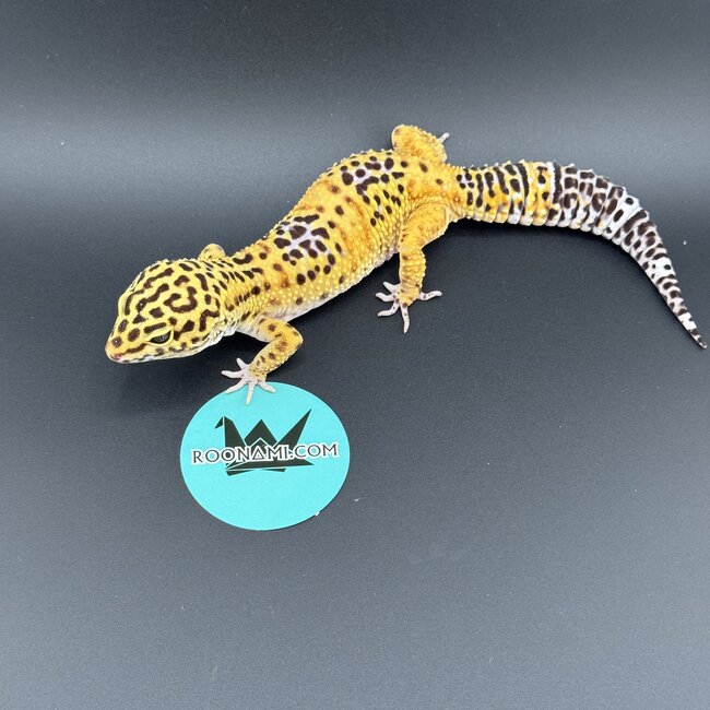 Satpura Macularius x Black Night Mandarin Hybrid Leopard Gecko 'B'
