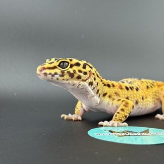 Satpura Macularius x Black Night Mandarin Hybrid Leopard Gecko 'B'