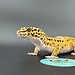Satpura Macularius x Black Night Mandarin Hybrid Leopard Gecko 'B'