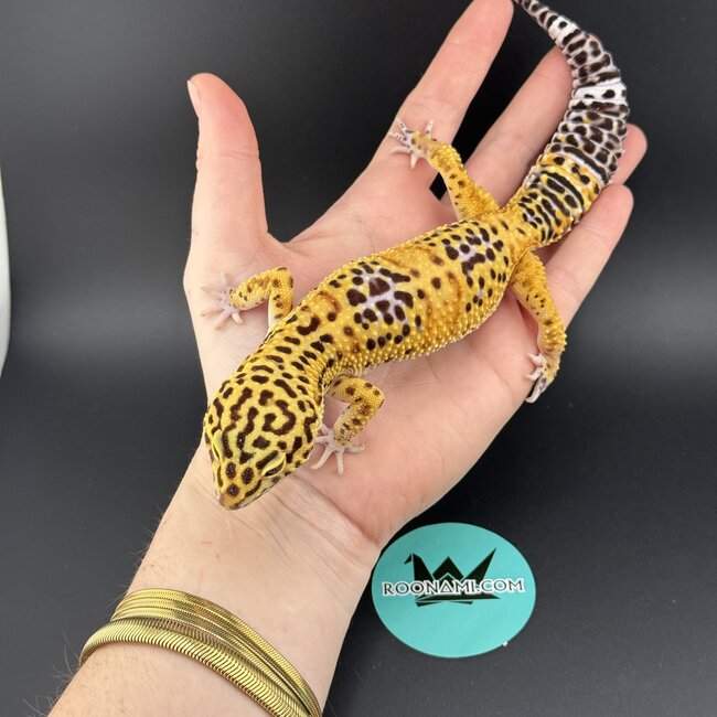 Satpura Macularius x Black Night Mandarin Hybrid Leopard Gecko 'B'