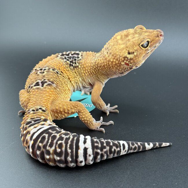Satpura Macularius x Black Night Mandarin Hybrid Leopard Gecko 'A' Female