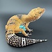 Satpura Macularius x Black Night Mandarin Hybrid Leopard Gecko 'A' Female