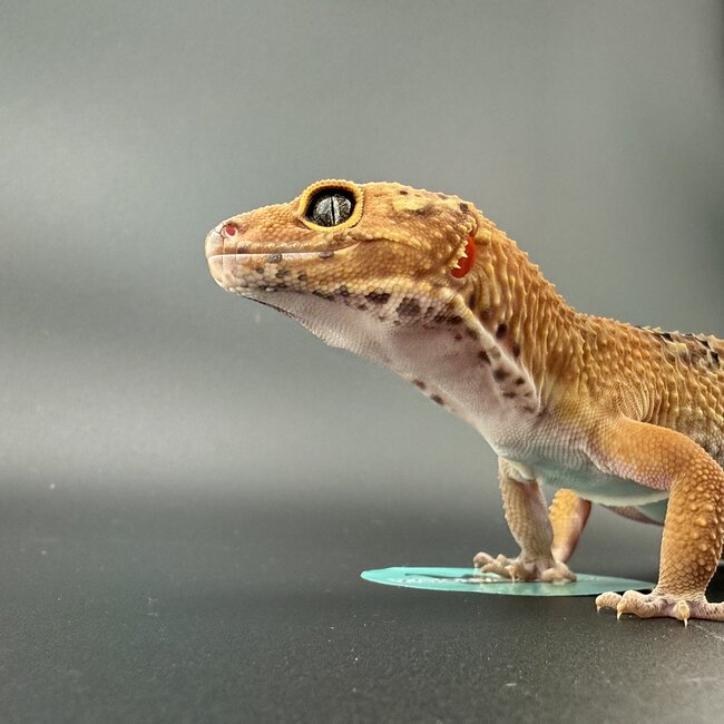 Satpura Macularius x Black Night Mandarin Hybrid Leopard Gecko 'A' Female