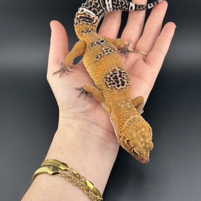 Satpura Macularius x Black Night Mandarin Hybrid Leopard Gecko 'A' Female