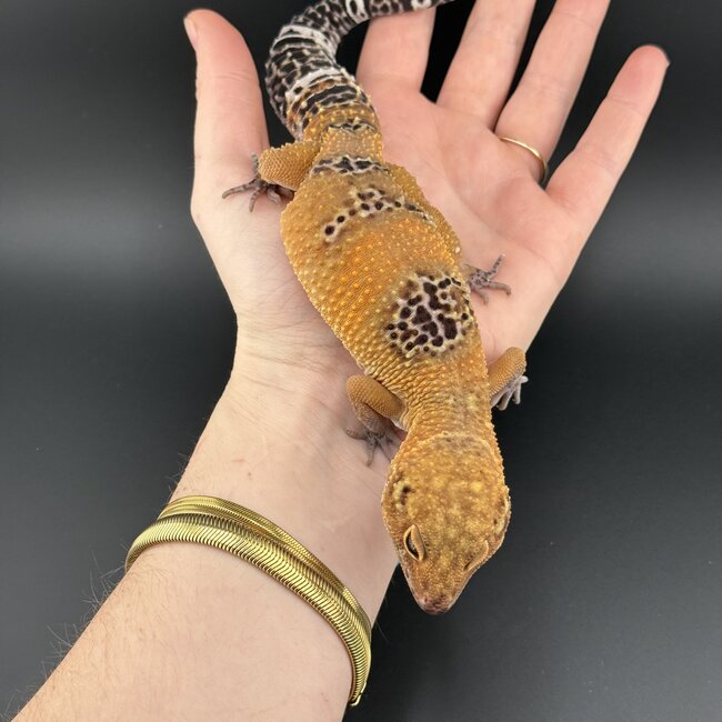 Satpura Macularius x Black Night Mandarin Hybrid Leopard Gecko 'A' Female