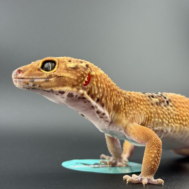 Satpura Macularius x Black Night Mandarin Hybrid Leopard Gecko 'A' Female