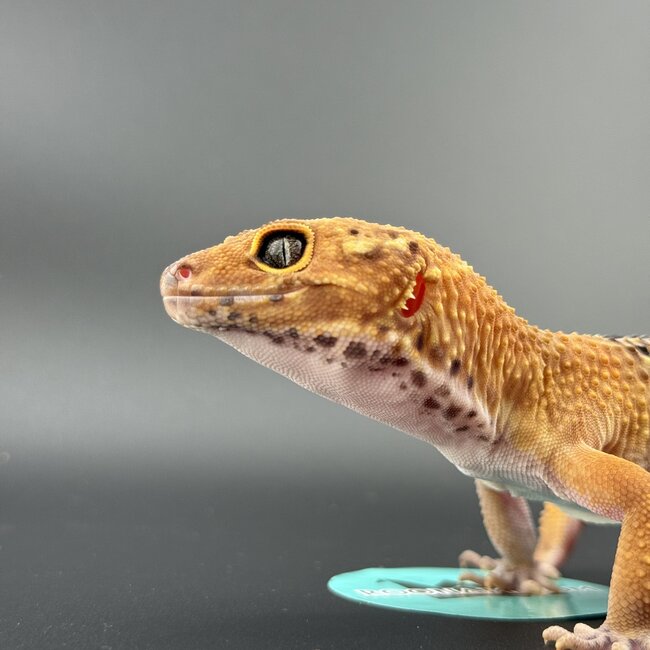 Satpura Macularius x Black Night Mandarin Hybrid Leopard Gecko 'A' Female